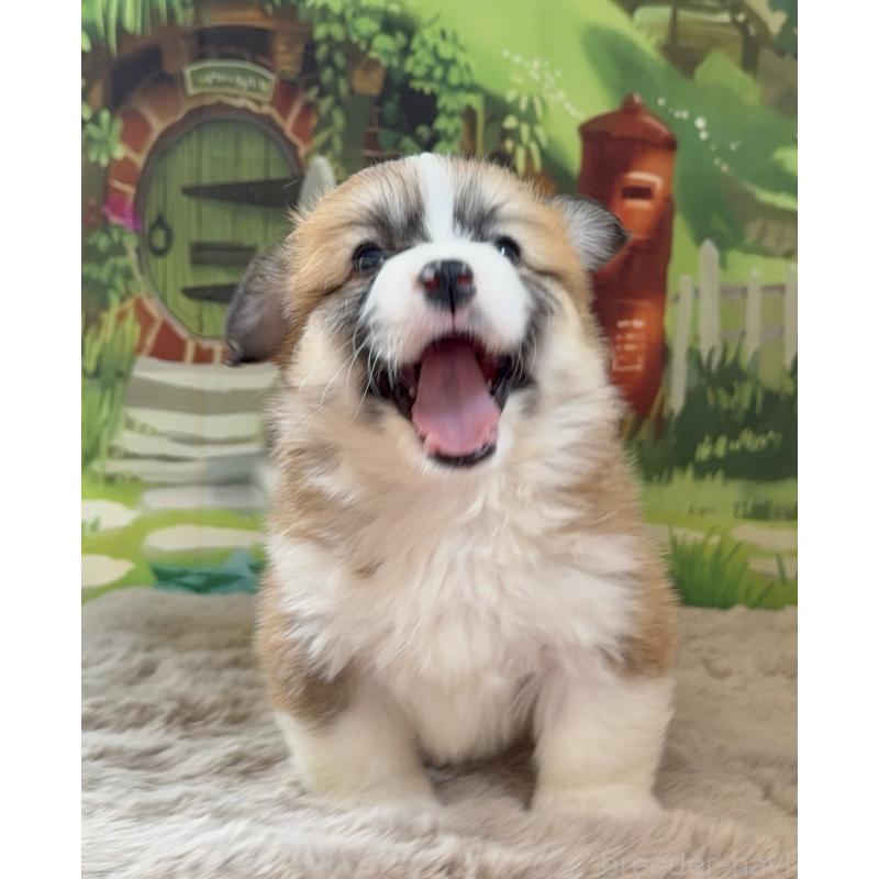 商談中の千葉県のウェルシュコーギーペンブローク-447520の11枚目