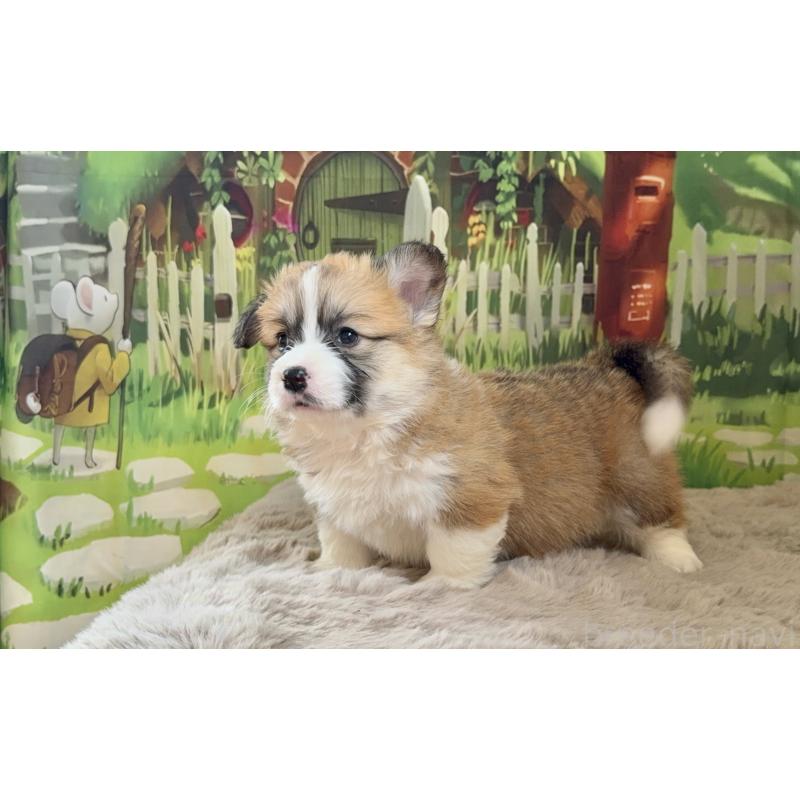 商談中の千葉県のウェルシュコーギーペンブローク-447520の10枚目