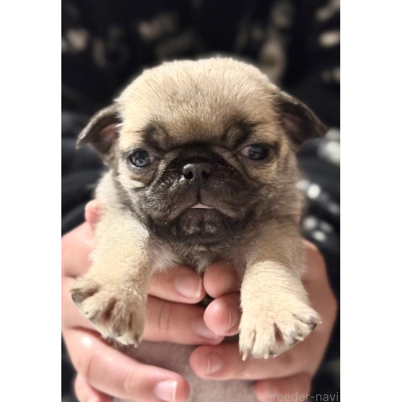 販売中の茨城県のパグ-452007の8枚目