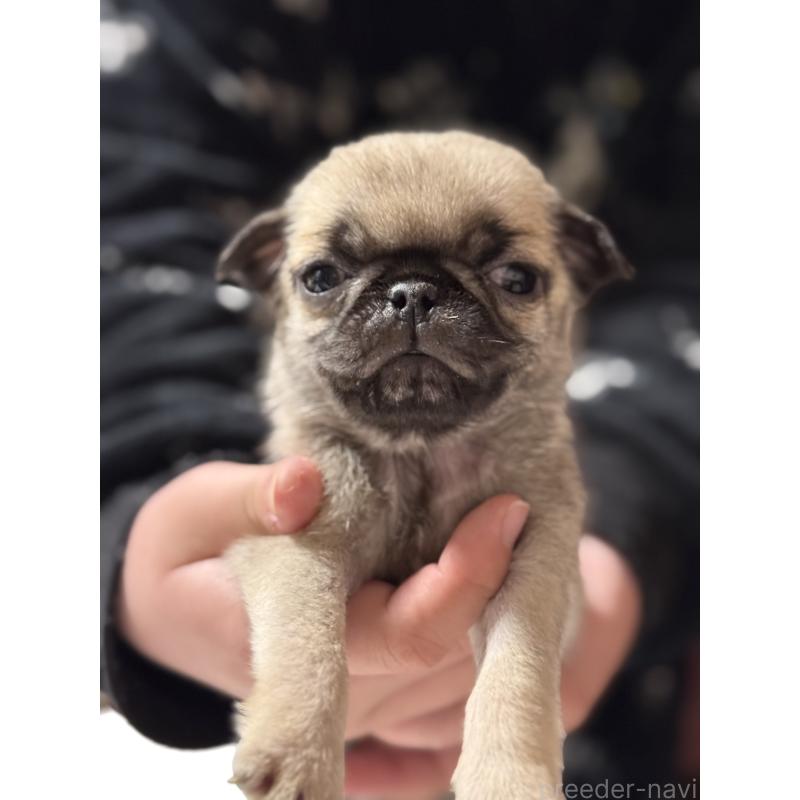 販売中の茨城県のパグ-452007の7枚目