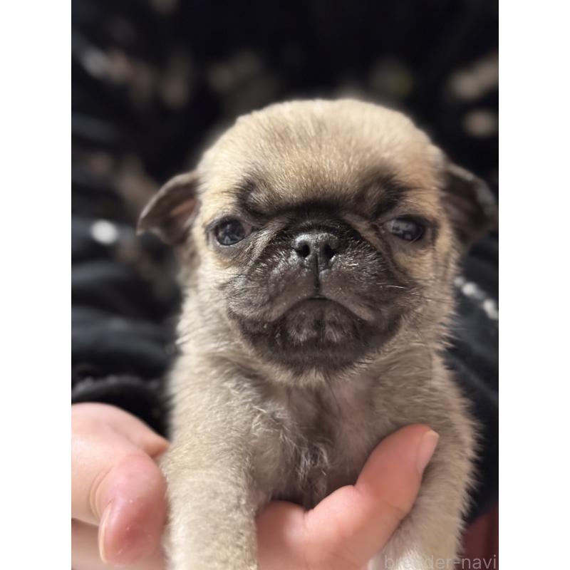 販売中の茨城県のパグ-452007の5枚目