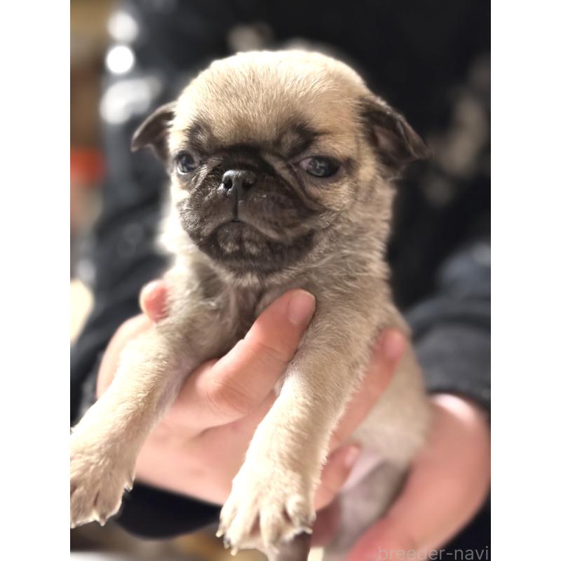 販売中の茨城県のパグ-452007の4枚目