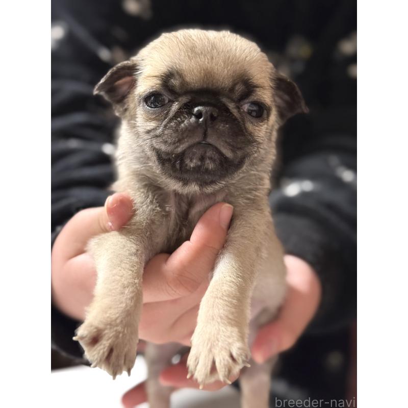 販売中の茨城県のパグ-452007の3枚目