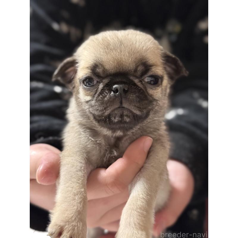 販売中の茨城県のパグ-452007の2枚目