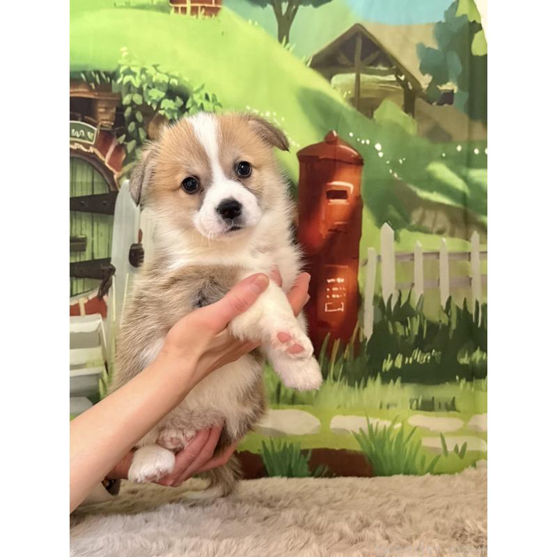 商談中の千葉県のウェルシュコーギーペンブローク-447525の6枚目