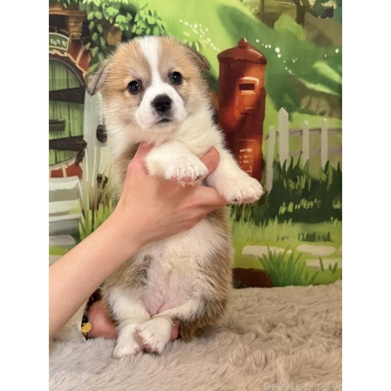 商談中の千葉県のウェルシュコーギーペンブローク-447525の5枚目