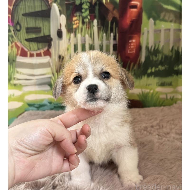 成約済の千葉県のウェルシュコーギーペンブローク-447523の7枚目