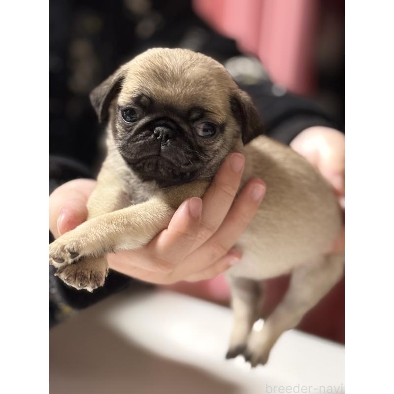 成約済の茨城県のパグ-442251の5枚目