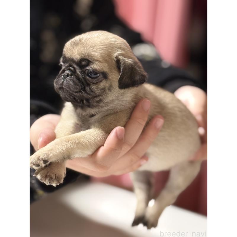 成約済の茨城県のパグ-442251の4枚目