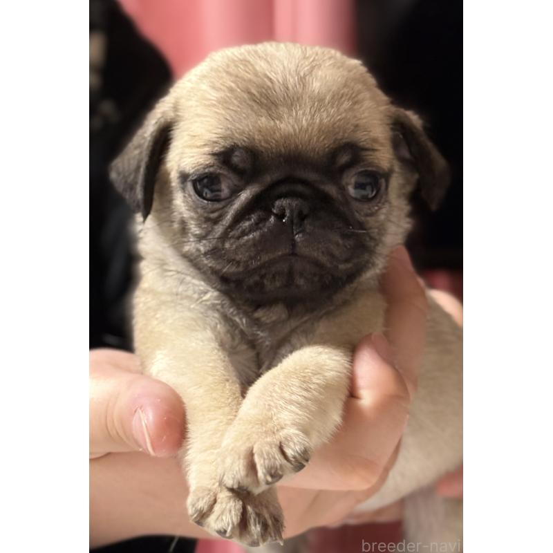 成約済の茨城県のパグ-442251の3枚目