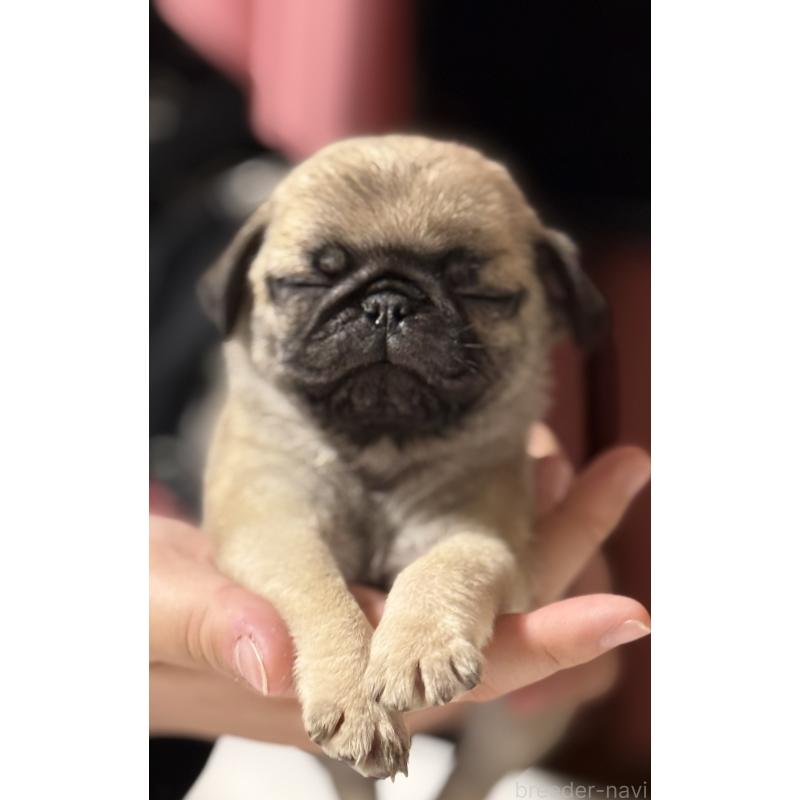 成約済の茨城県のパグ-442251の2枚目