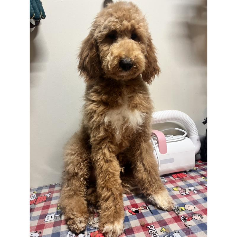 販売中の茨城県のバーニードゥードル:バーニーズ×スタンダードプードル-429166の2枚目