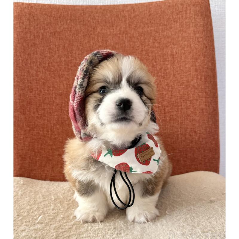 商談中の千葉県のウェルシュコーギーペンブローク-447521の9枚目