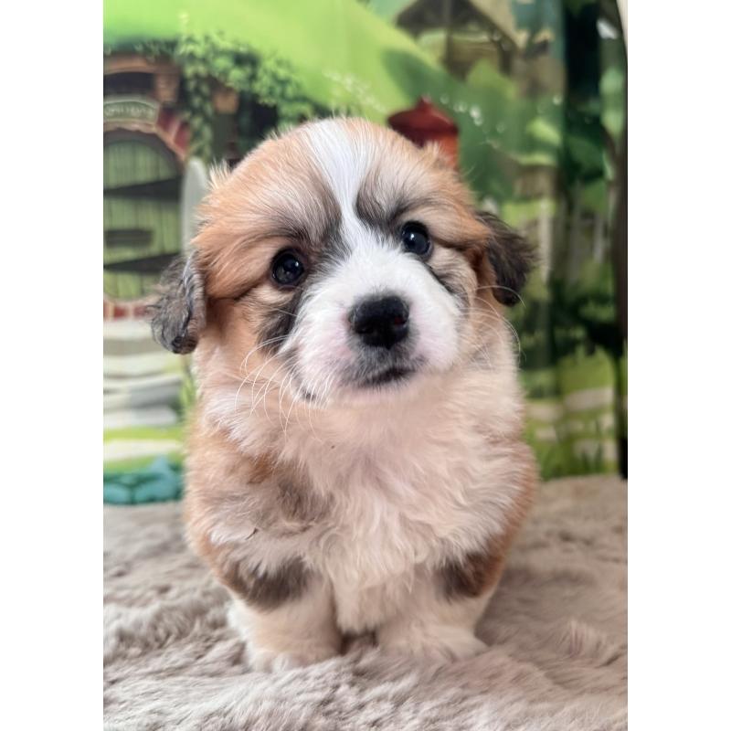 商談中の千葉県のウェルシュコーギーペンブローク-447521の8枚目