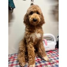 ♀︎バーニードゥードル:バーニーズ×スタンダードプードル