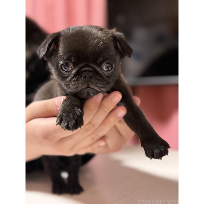 販売中の茨城県のパグ-452004の7枚目