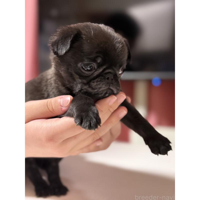 販売中の茨城県のパグ-452004の6枚目