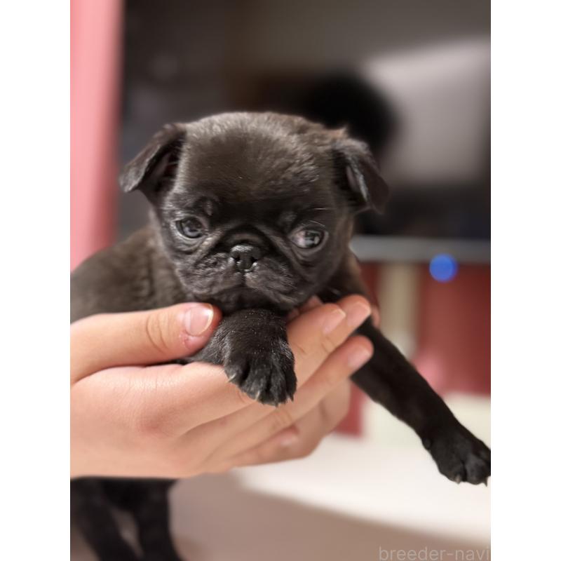 販売中の茨城県のパグ-452004の5枚目