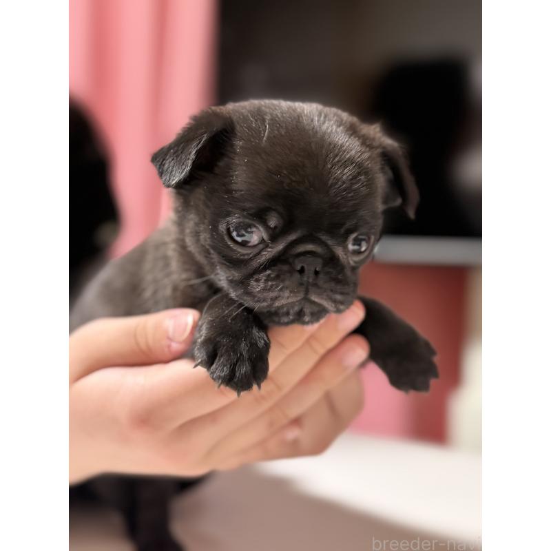 販売中の茨城県のパグ-452004の4枚目