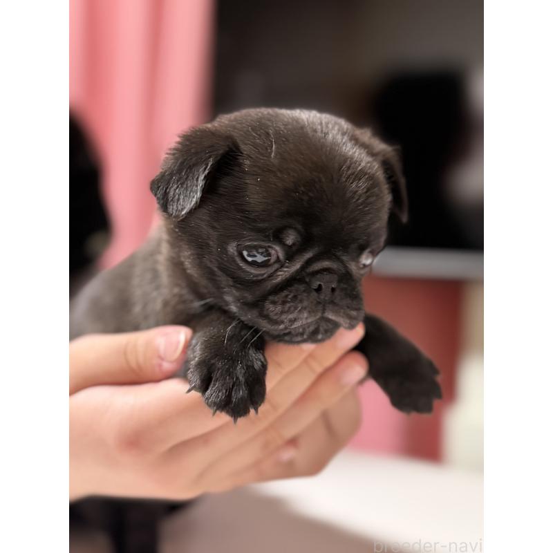 販売中の茨城県のパグ-452004の3枚目