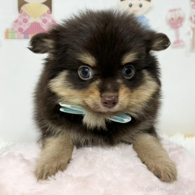 販売中の岐阜県のポメチワ:ポメラニアン×チワワ-452008