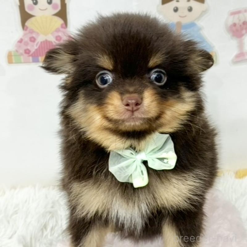 販売中の岐阜県のポメチワ:ポメラニアン×チワワ-452009