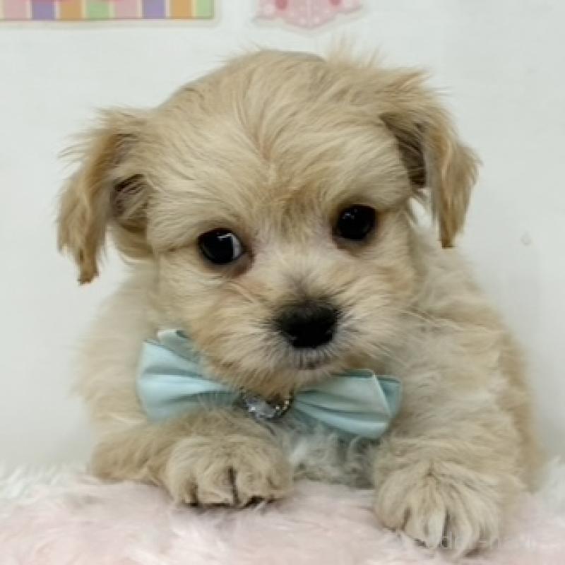 販売中の岐阜県のチワプー:チワワ×トイプードル-452010