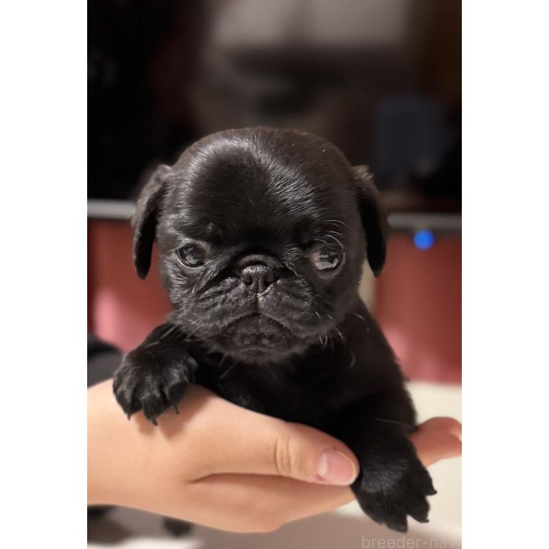 販売中の茨城県のパグ-452001の7枚目