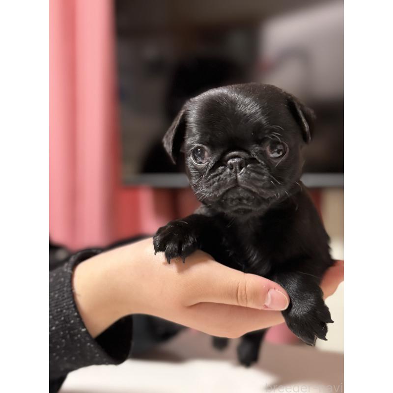 販売中の茨城県のパグ-452001の6枚目