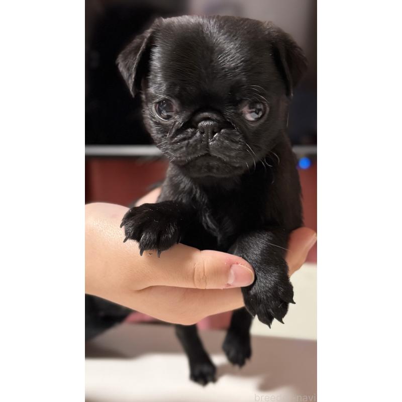 販売中の茨城県のパグ-452001の5枚目