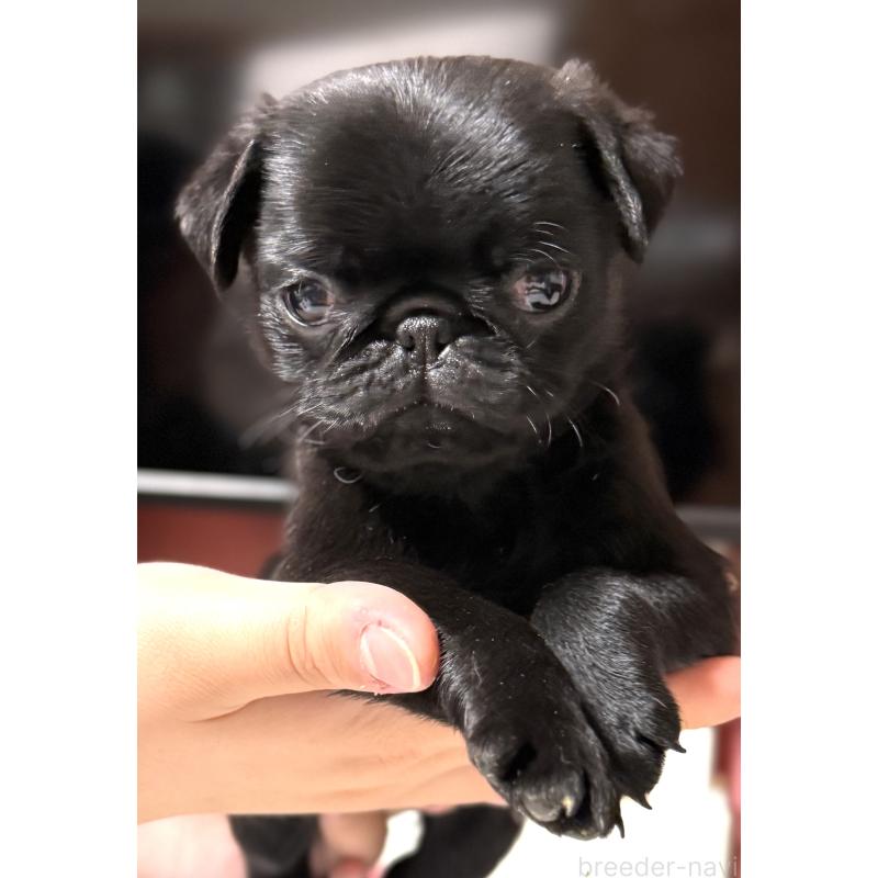 販売中の茨城県のパグ-452001の4枚目