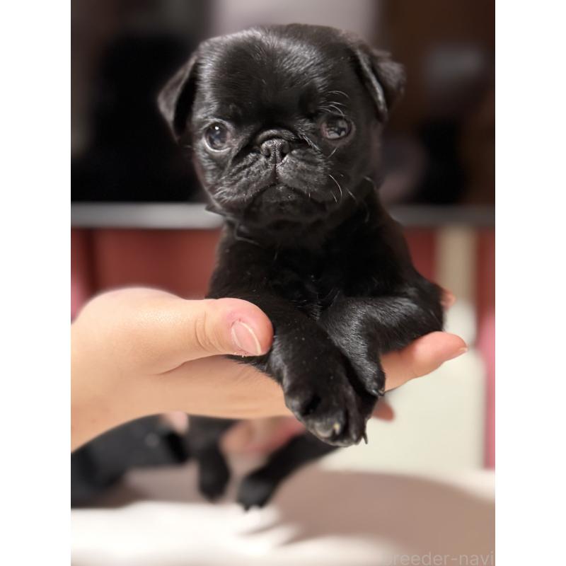 販売中の茨城県のパグ-452001の3枚目