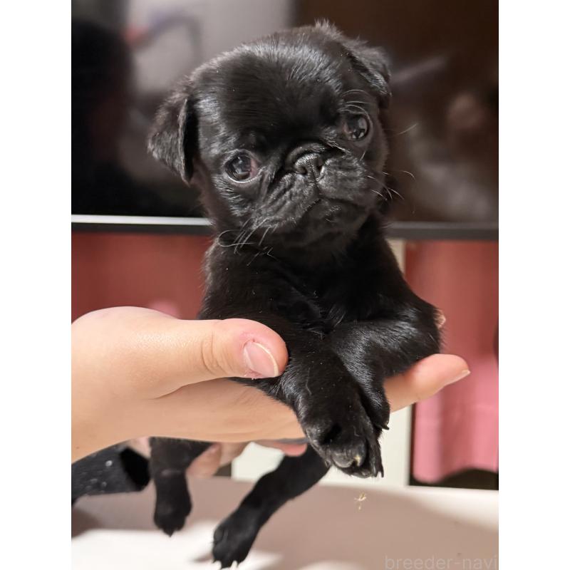 販売中の茨城県のパグ-452001の2枚目