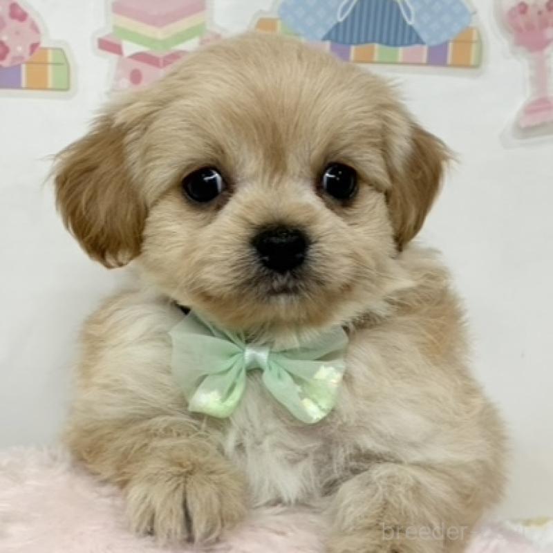 販売中の岐阜県のチワプー:チワワ×トイプードル-452011