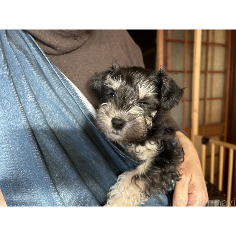 販売中の長崎県のミニチュアシュナウザー-445800の4枚目