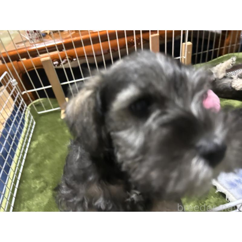 販売中の長崎県のミニチュアシュナウザー-445800の3枚目