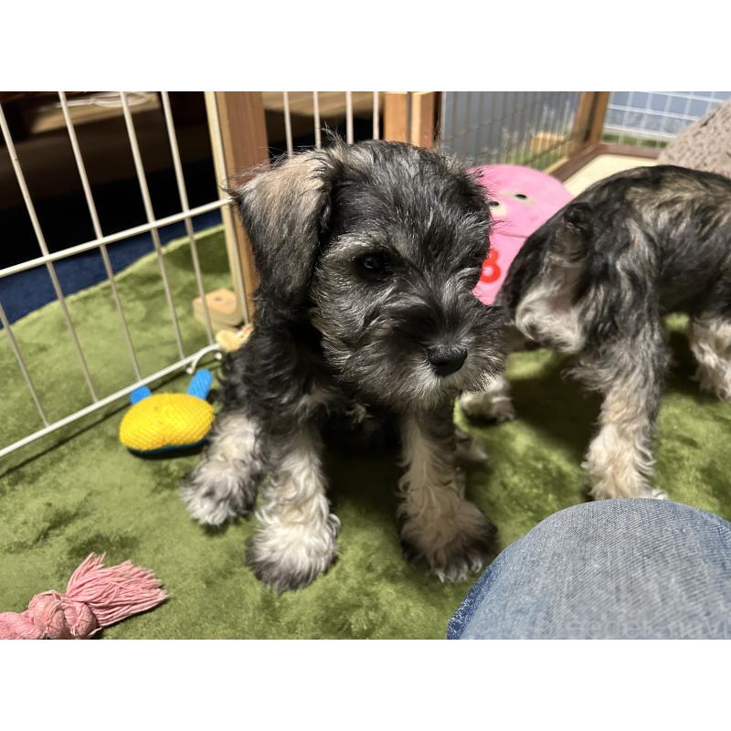 販売中の長崎県のミニチュアシュナウザー-445800の2枚目