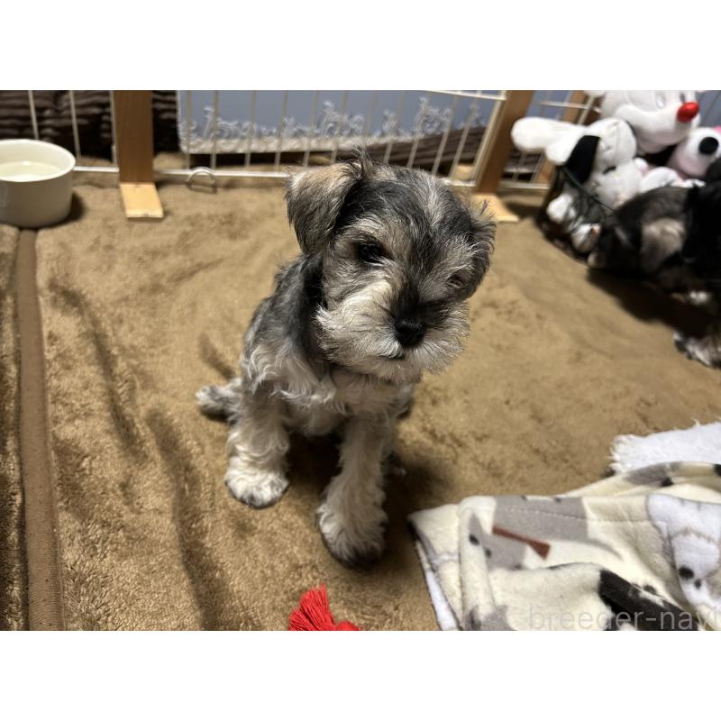 販売中の長崎県のミニチュアシュナウザー-445808の6枚目