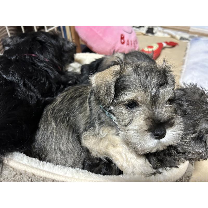 販売中の長崎県のミニチュアシュナウザー-445808の5枚目