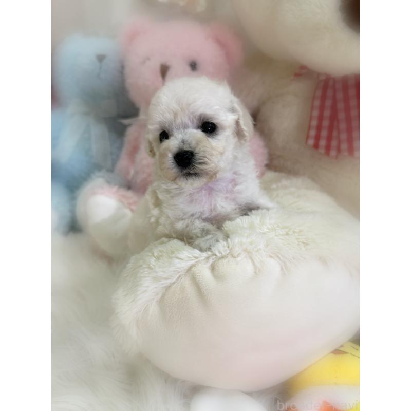 販売中の香川県のビションプー:ビションフリーゼ×トイプードル-452013の5枚目