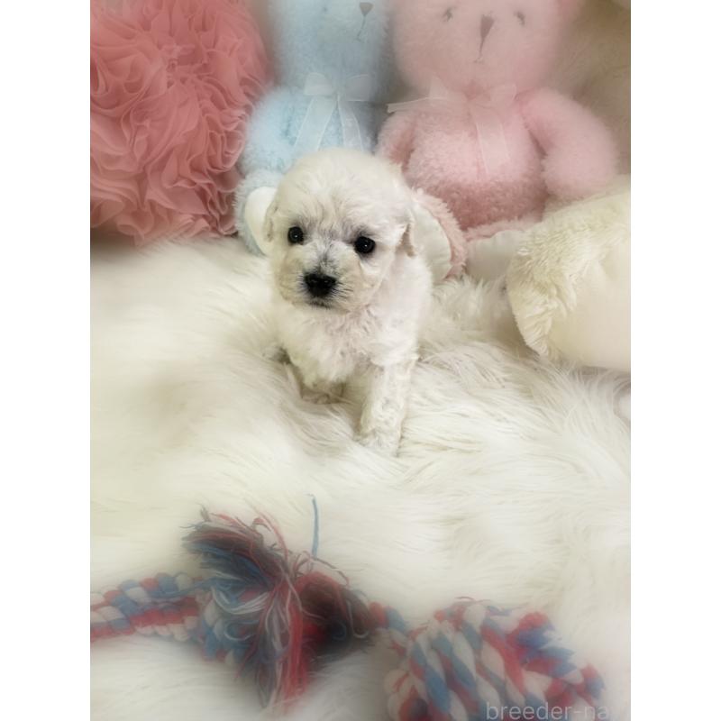 販売中の香川県のビションプー:ビションフリーゼ×トイプードル-452013の4枚目