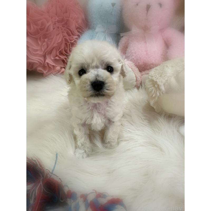 販売中の香川県のビションプー:ビションフリーゼ×トイプードル-452013の3枚目