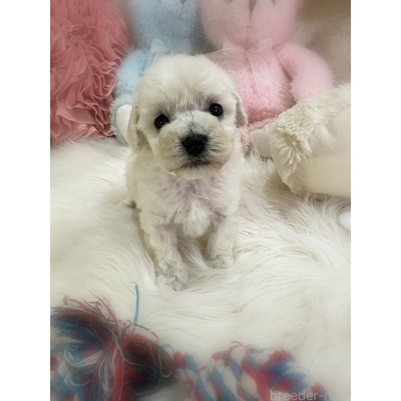 販売中の香川県のビションプー:ビションフリーゼ×トイプードル-452013の2枚目