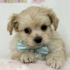 ♀︎チワプー:チワワ×トイプードル