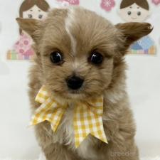 オンライン見学