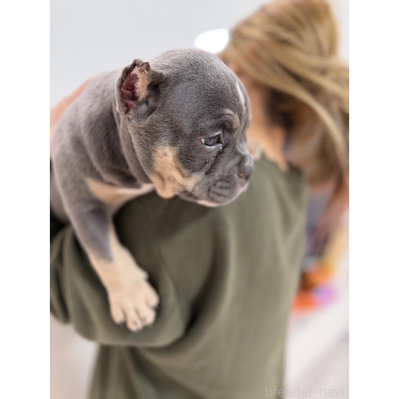 販売中の香川県のアメリカンブリー-451462の2枚目