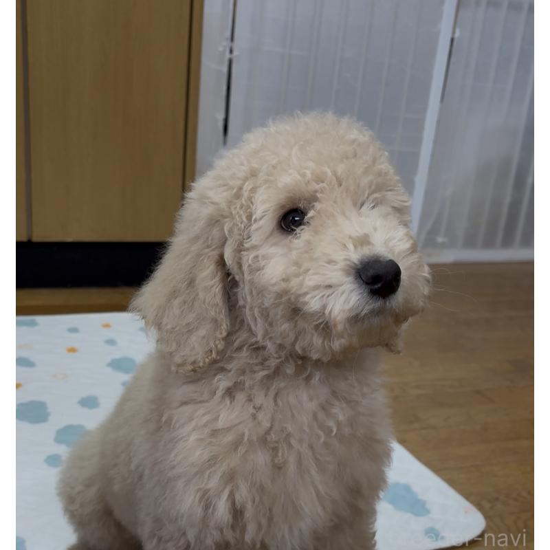 販売中の愛知県のスタンダードプードル-437226
