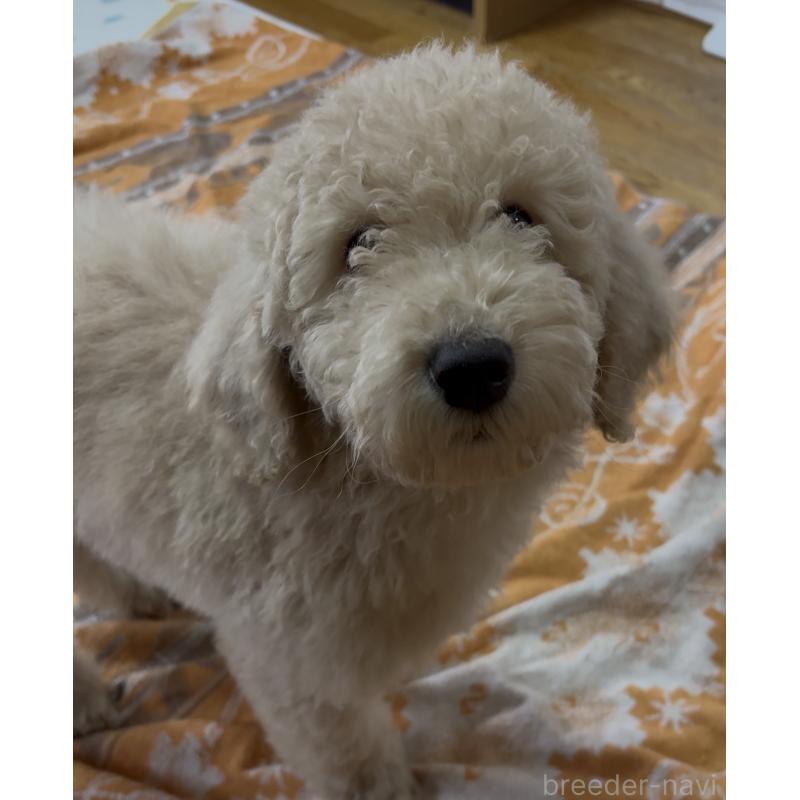 販売中の愛知県のスタンダードプードル-437230