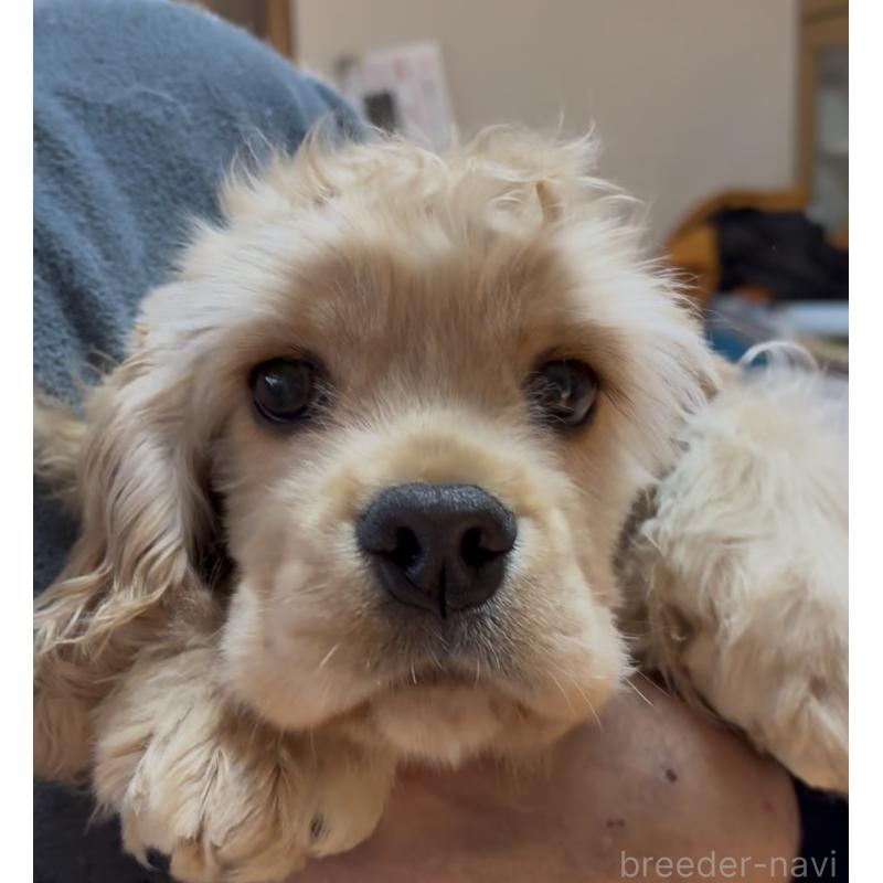 販売中の愛知県のアメリカンコッカースパニエル-425602