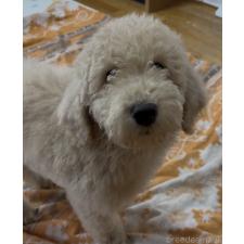 ♀︎スタンダードプードル